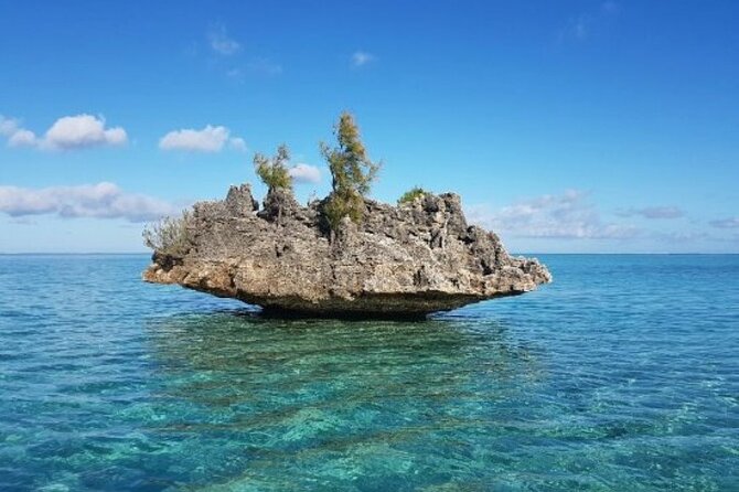 Shared 10 Pax Boat Tour: Dolphin Watching, Snorkelling and BBQ - Key highlights you should know before you go