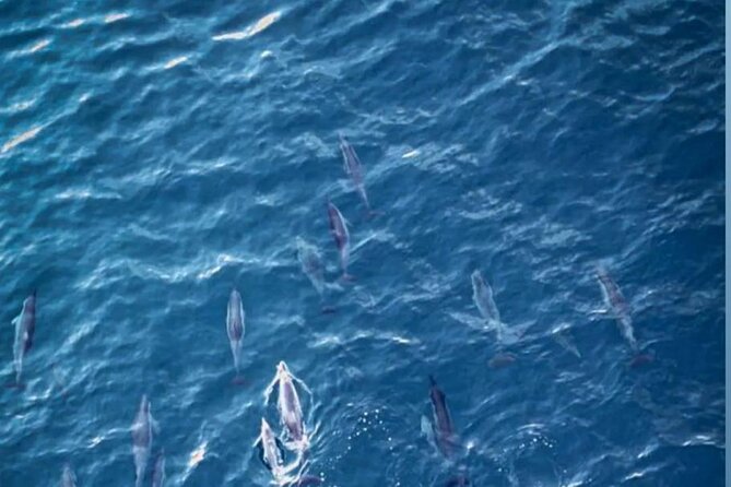 Shared 10 Pax Boat Tour: Dolphin Watching, Snorkelling and BBQ - Dolphins, snorkel, and BBQ, all in one morning