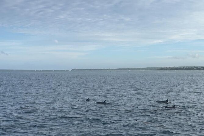 Shared 10 Pax Boat Tour: Dolphin Watching, Snorkelling and BBQ - Spinner and bottlenose dolphins: close enough to feel it, managed enough to be safe