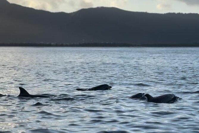 Shared 10 Pax Boat Tour: Dolphin Watching, Snorkelling and BBQ - Beach time and lagoon views after lunch