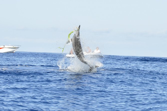 Shared Dolphin Encounter in Mauritius - Key Things That Make This Dolphin Encounter Work