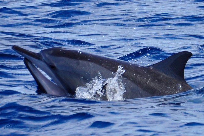 Shared Dolphin Encounter in Mauritius - Chamarel Dolphin Swim Starts Early, and That Matters