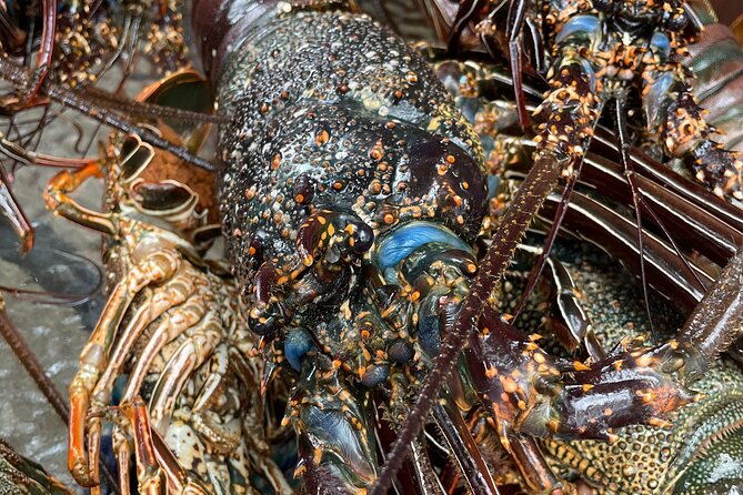 Signature Experience: Dolphins and Flavors of the Sea - What You Get for $321.40: Value and Where Your Money Goes