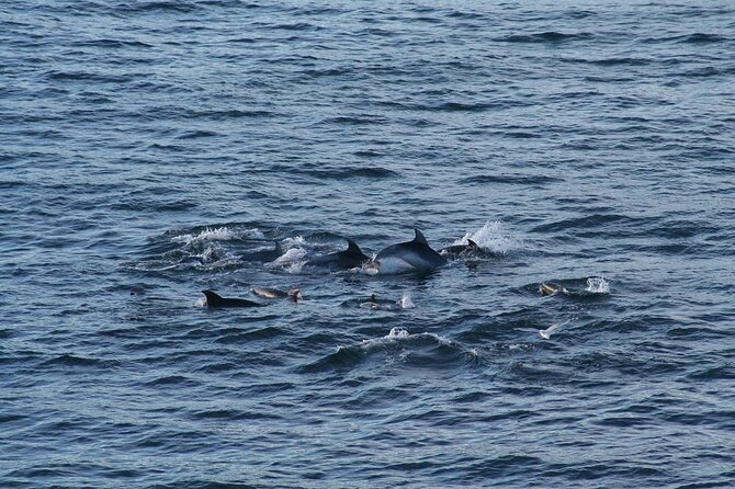 Snorkel with Dolphins, Lunch on Benitiers island, Speedboat - Stop 2: Ile aux Benitiers lunch, lagoon swims, and beach time