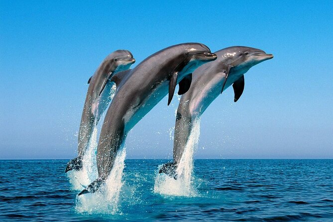 Snorkel with Dolphins, Lunch on Benitiers island, Speedboat - The UNESCO-linked view and why the scenery is part of the value