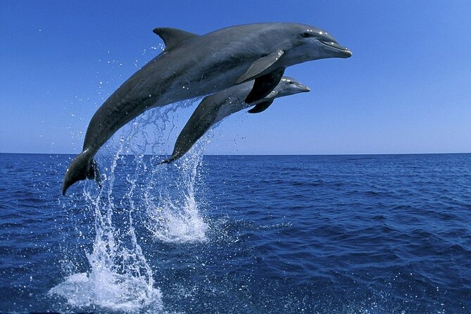 Snorkel with Dolphins, Lunch on Benitiers island, Speedboat - Speedboat time: exciting, but expect real sea conditions