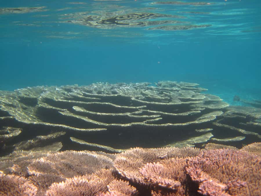 Snorkeling Excursion in Blue Bay Marine Park - Weather and clothing: what to pack for Blue Bay wind and cool air
