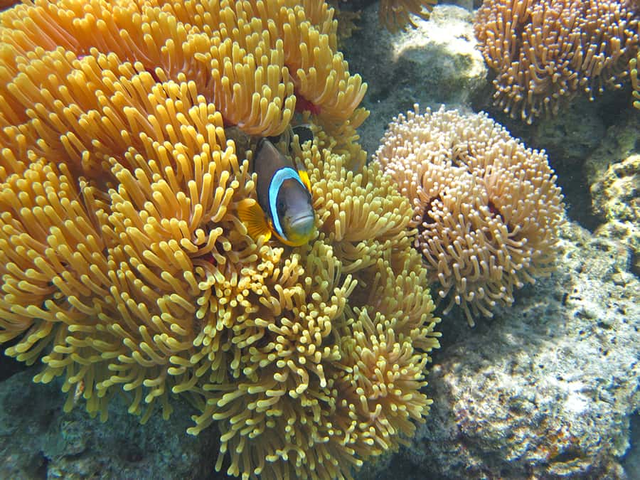 Snorkeling Excursion in Blue Bay Marine Park - The guide and the sea-life facts: useful, not lecture-style