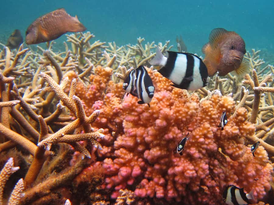 Snorkeling Excursion in Blue Bay Marine Park - Should you book this Blue Bay Marine Park trip?