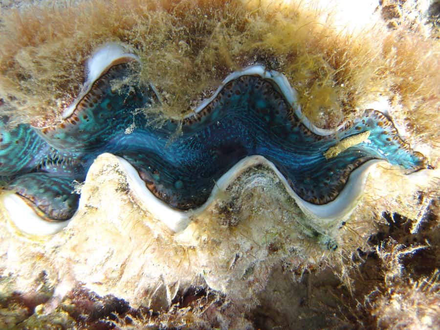 Snorkeling Excursion in Blue Bay Marine Park - The glass-bottom boat ride: seeing coral before you even snorkel
