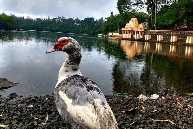 South of Mauritius :Full day package including Chamarel Coloured earth & lunch - Grand Bassin (Ganga Talao): temples, peace, and the monkey factor