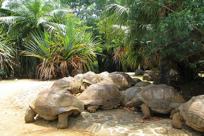 Southern Tales: Full-day incl Crocodile Park & 23 Colored Earth - Gorge Viewpoint near Black River Gorges: short walk, big payoff