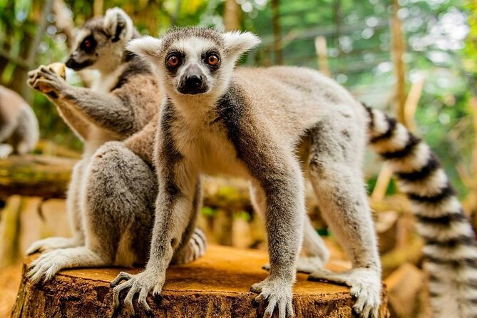 Southern Tales: Full-day incl Crocodile Park & 23 Colored Earth - Souillac lunch: real village atmosphere, then fuel for the rest of the day
