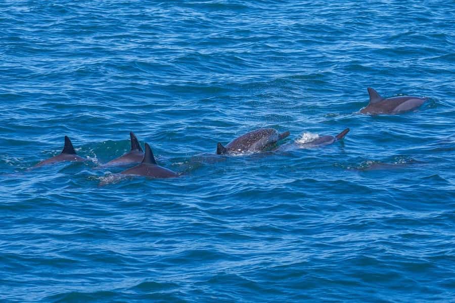 Speedboat to Ile aux Benitier: Dolphin Encounter & Lunch - Dolphin Encounter in the Open Lagoon: The Best Part, With One Catch
