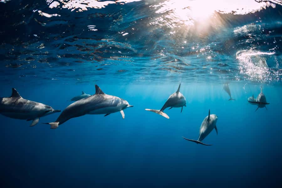 Speedboat to Ile aux Benitier: Dolphin Encounter & Lunch - Crystal Rock and Le Morne Views: The Photo Stop That Changes the Mood