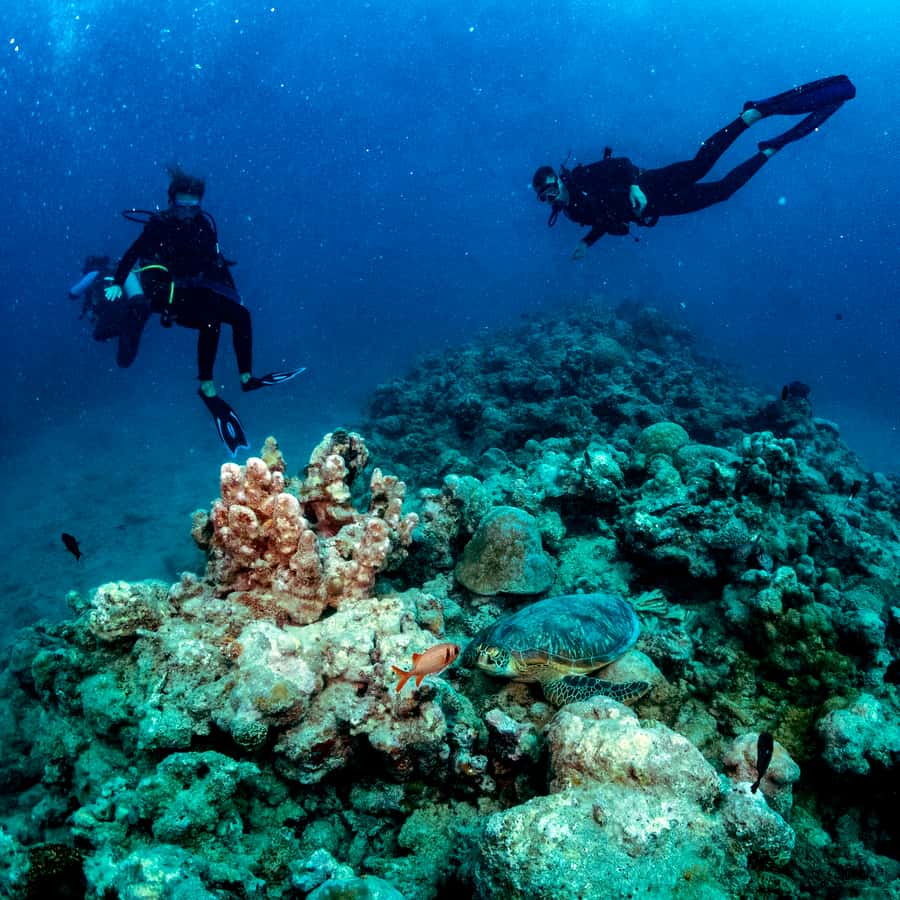 Tamarin Bay: Beginners Scuba Diving Experience - Who This Is For, and Who Should Skip It