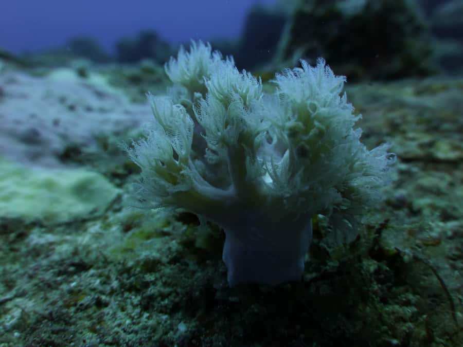 Tamarin Bay: Beginners Scuba Diving Experience - The 3-Hour Flow: Paperwork, Gear, Pool Breathing, Then the Reef