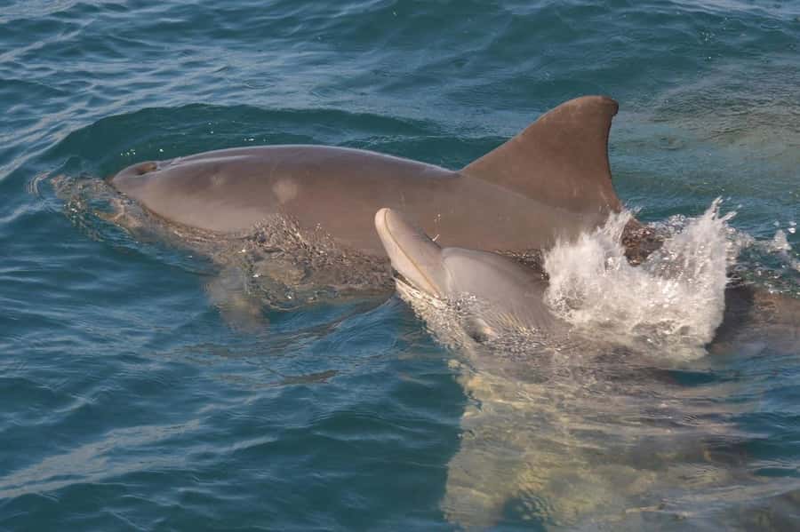 Tamarin: Dolphin Snorkel, CrystalRock, ile o Benitiers Lunch - Tips to get the best dolphin time and not feel rushed