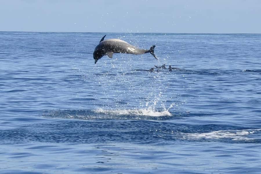 Tamarin: Dolphin Snorkel, CrystalRock, ile o Benitiers Lunch - Swimming with dolphins: what to expect from a regulated experience