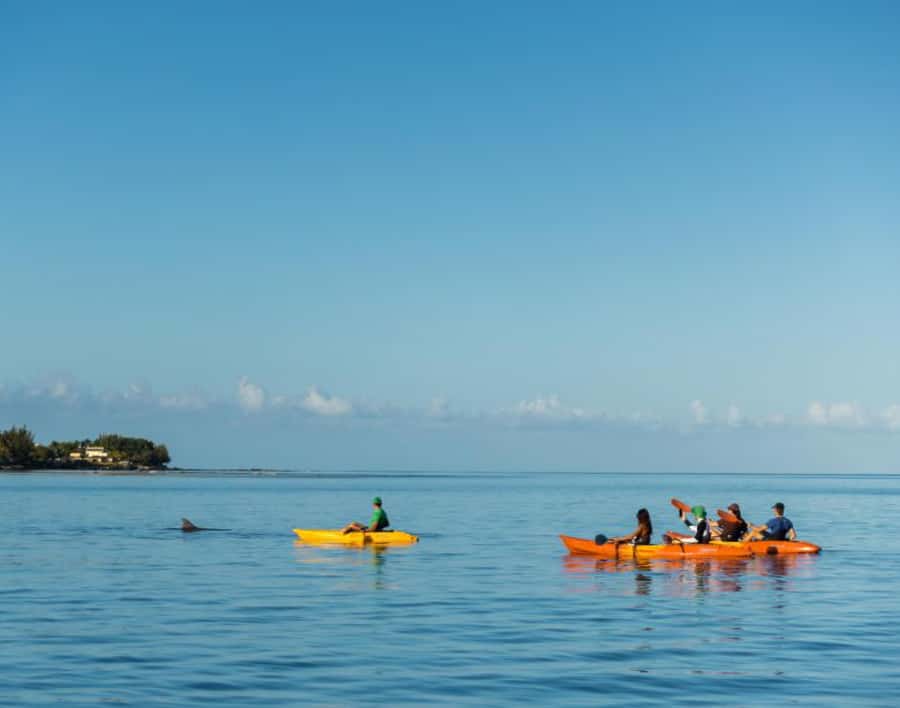 Tamarin: Guided Kayak Tour with Dolphins - Key things I’d prioritize before you go