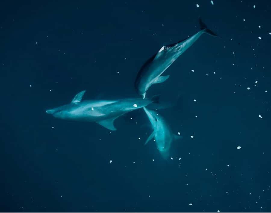 Tamarin: Guided Kayak Tour with Dolphins - Entering Tamarin Bay at sunrise, and why the timing is the whole game