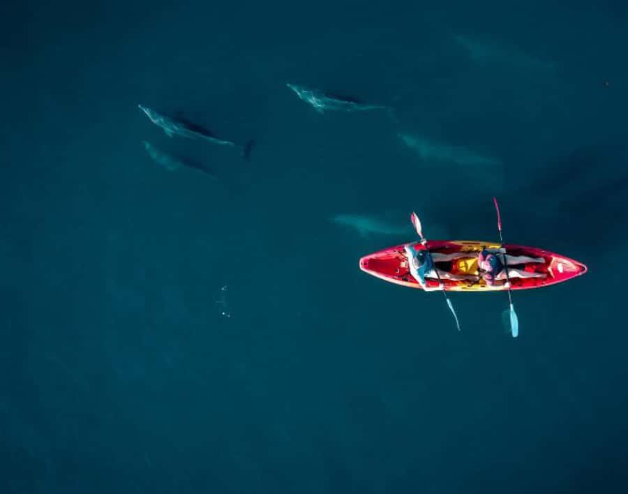 Tamarin: Guided Kayak Tour with Dolphins - Dolphins from a kayak, and what respectful watching actually looks like