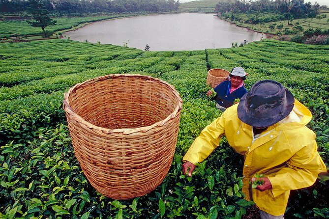 Tea Experience in the Exotic South of Mauritius Private tour. - Key highlights worth getting excited about