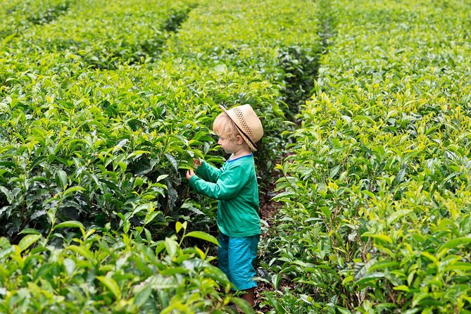 Tea Experience in the Exotic South of Mauritius Private tour. - Floreal factory shops and the Takamaka winery add-on