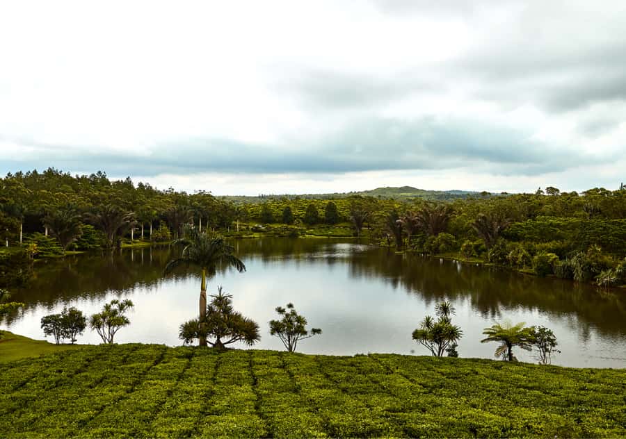 Tea Route: Lake, Forest, Tea Plantation & 3 Course Lunch - Trou aux Cerfs Volcano, then straight into Mauritius variety