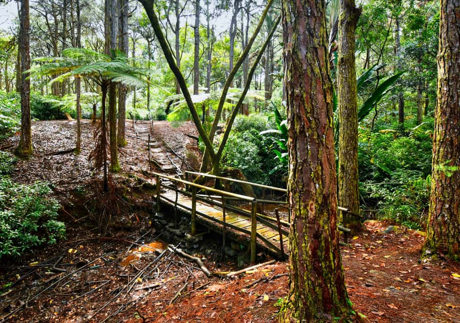 Tea Route: Lake, Forest, Tea Plantation & 3 Course Lunch - Vacoas-Phoenix viewpoint stop and a shooting range pause