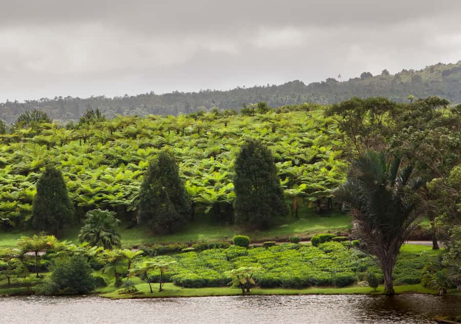 Tea Route: Lake, Forest, Tea Plantation & 3 Course Lunch - Price and value at about $58 for 8 hours of Mauritius