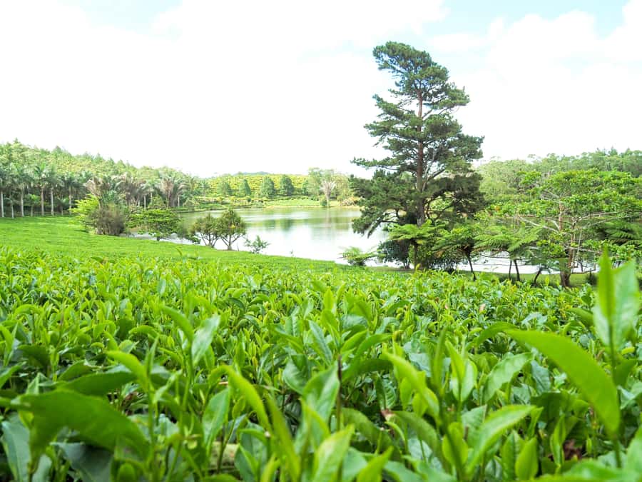 Tea, Rum & Vanilla Route - Tea, rum, and vanilla in Mauritius, built around real production
