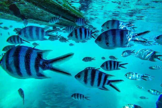 The East Discovery Tour: Bois-Cheri Tea Factory, Blue-Bay Marine Park & Lunch - How this private East Mauritius day really feels