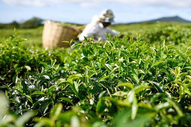 The East Discovery Tour: Bois-Cheri Tea Factory, Blue-Bay Marine Park & Lunch - Mahebourg local market and Bazar Street: snacks, seafood talk, and bargains