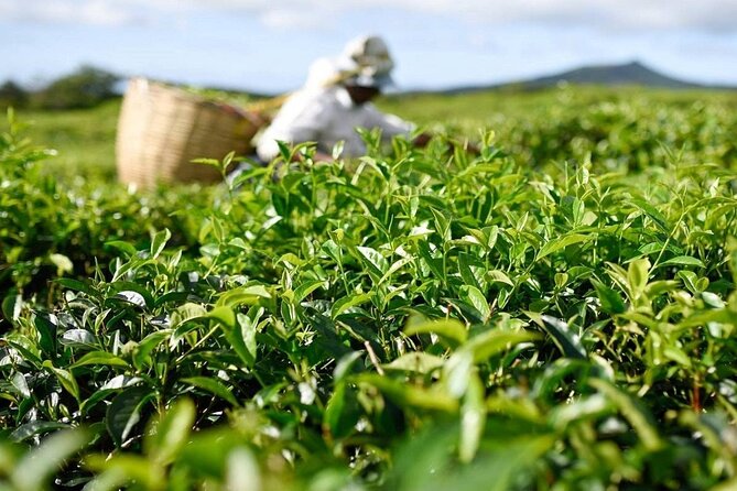 The Gorgeous East: Bois Cheri Tea factory, Rhumerie St-Aubin, Mahebourg & Lunch - Key highlights you’ll care about