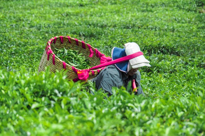 The Tea Story with Lunch - Key highlights to know before you go