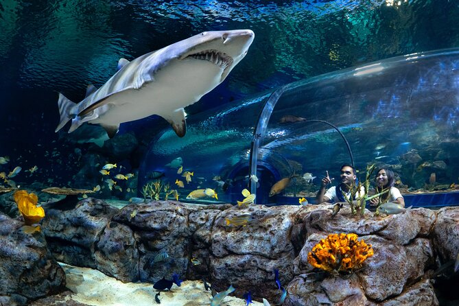 Ticket to the largest Oceanarium of the Mascarene Islands - Odysseo Oceanarium Mauritius in Port Louis: what you’re really buying