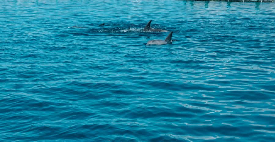 Trou D'Eau Douce: 5 island tour Mauritius with lunch/drinks - Speedboat logistics and what that means for your day