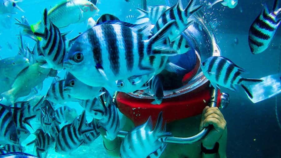 Walking under the sea in Mauritius with transfer - Key highlights to look for