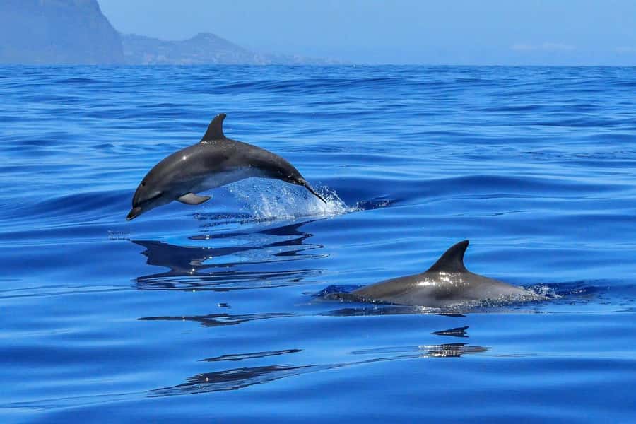 West: Swim wz dolphins, Crystal Rock, Lunch Benitiers island - West Mauritius Dolphin Swim and Crystal Rock: What Makes This Trip Worth Your Money