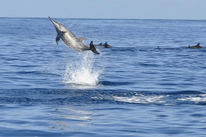 Whale and Dolphin Watching Private Boat Tour from Mauritius - How this private dolphin and whale boat day works (and why it matters)