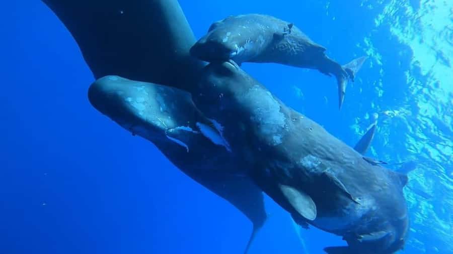 Whale & Dolphins Swimming - Private Speedboat Exclusive Tour - Key highlights you can bank on