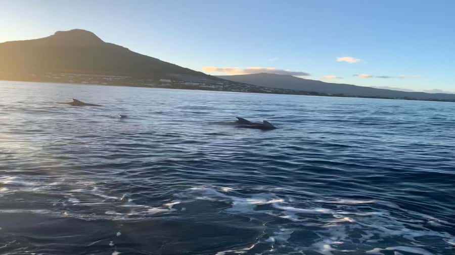 Whale & Dolphins Swimming - Private Speedboat Exclusive Tour - Private speedboat for whales and dolphins, the practical advantage