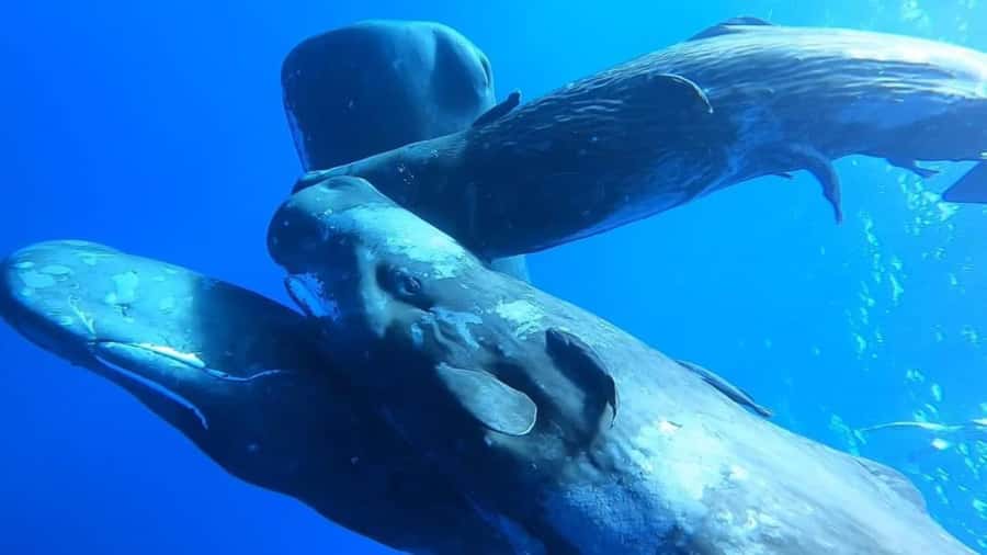 Whale & Dolphins Swimming - Private Speedboat Exclusive Tour - Breakfast onboard: a small inclusion that changes the mood