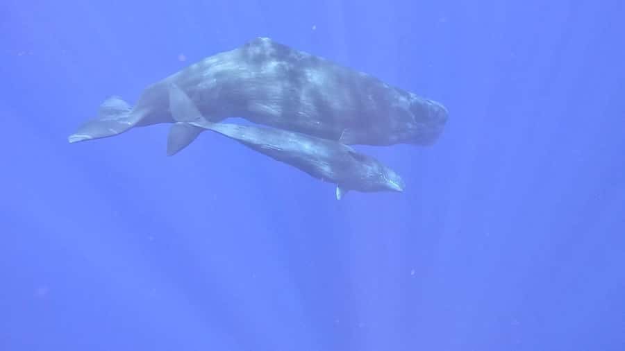 Whale & Dolphins Swimming - Private Speedboat Exclusive Tour - Lagoon cruise and iconic spots: what you’re really paying for