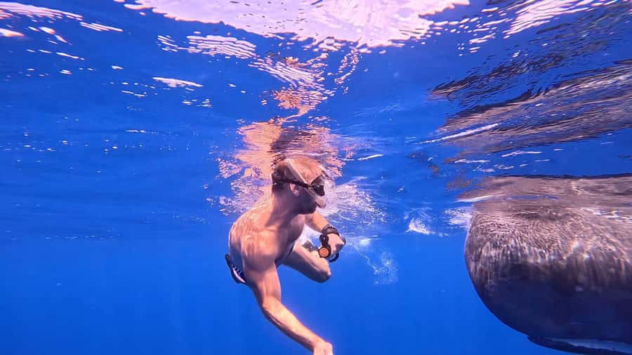 Whale & Dolphins Swimming - Private Speedboat Exclusive Tour - What to bring (and what to skip)