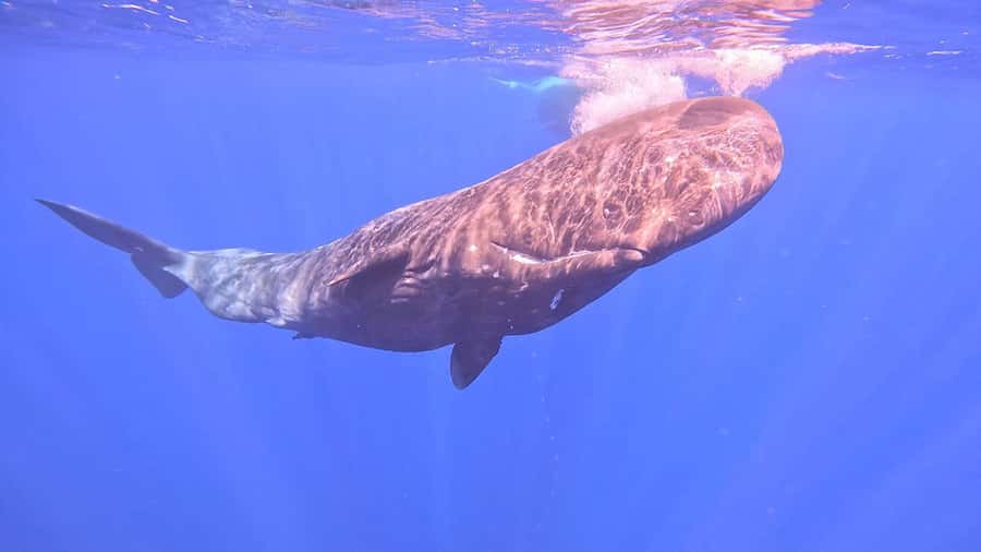 Whale & Dolphins Swimming - Private Speedboat Exclusive Tour - Price and value: $778 per group up to 4
