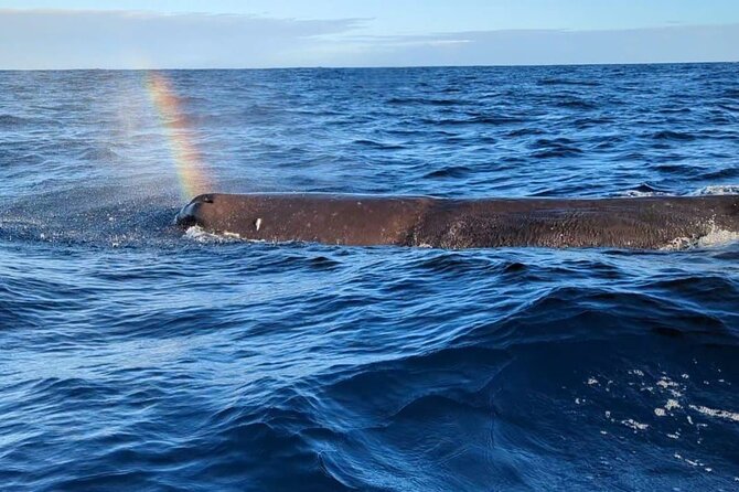 Whale Dream ltd - Whales watching and swim with dolphins - Key things that make Whale Dream different