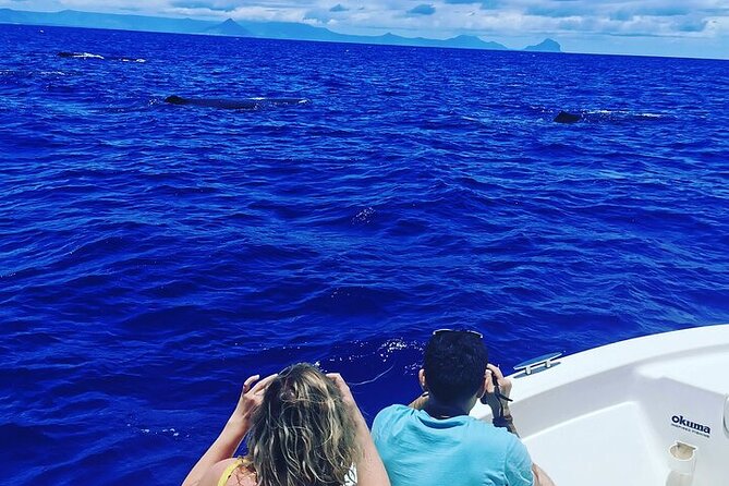 Whale Dream ltd - Whales watching and swim with dolphins - Why the 6am start matters for Mauritius whales