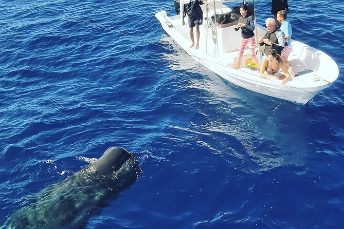 Whale Dream ltd - Whales watching and swim with dolphins - Ethical dolphin swimming and snorkeling in calm morning water